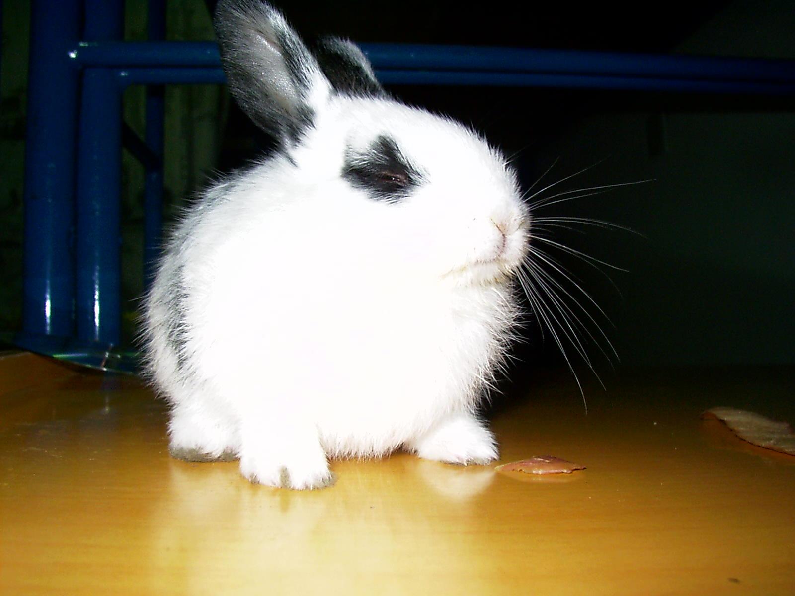 兔子吃肉吗? - 知乎