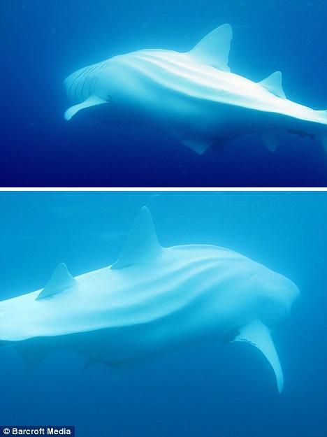 白鲸鲨(white whale sharks)