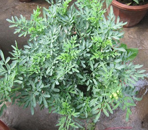 夏天快到了,如何制作像广东和香港那种绵密的