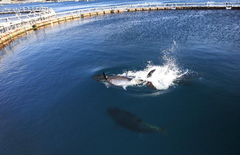 所以一般水族馆里没有它,养殖场,有,但金枪鱼现在的养殖都是从海里