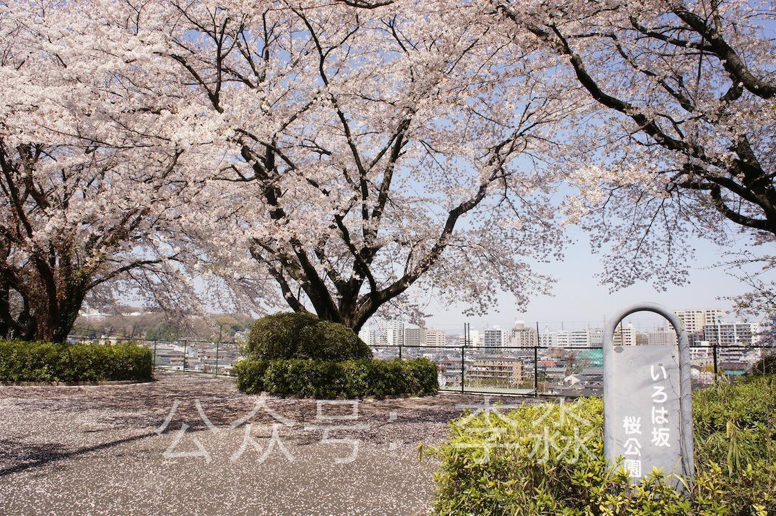 日本3月樱花比较偏门的观赏地点有哪些? - SY