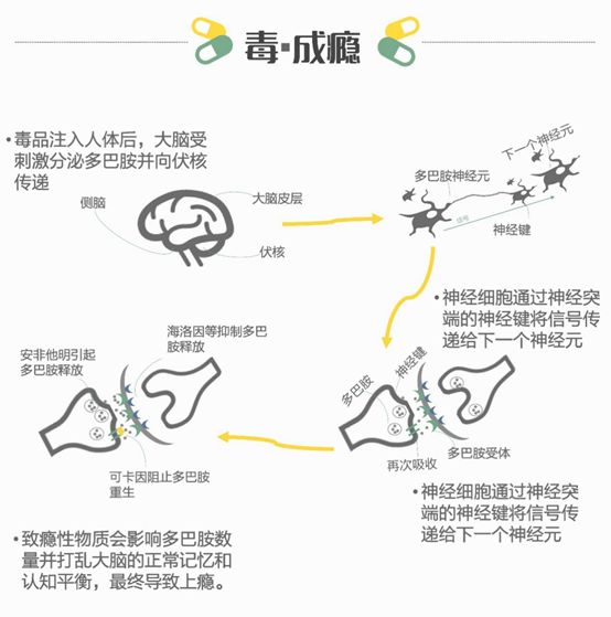 通过论文中的数据制作成上图,可以从图中看出,海洛因和可卡因的成瘾性