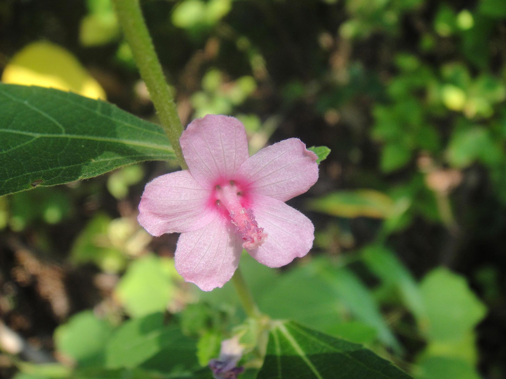 地桃花  urena lobata 华南地区常见的野花