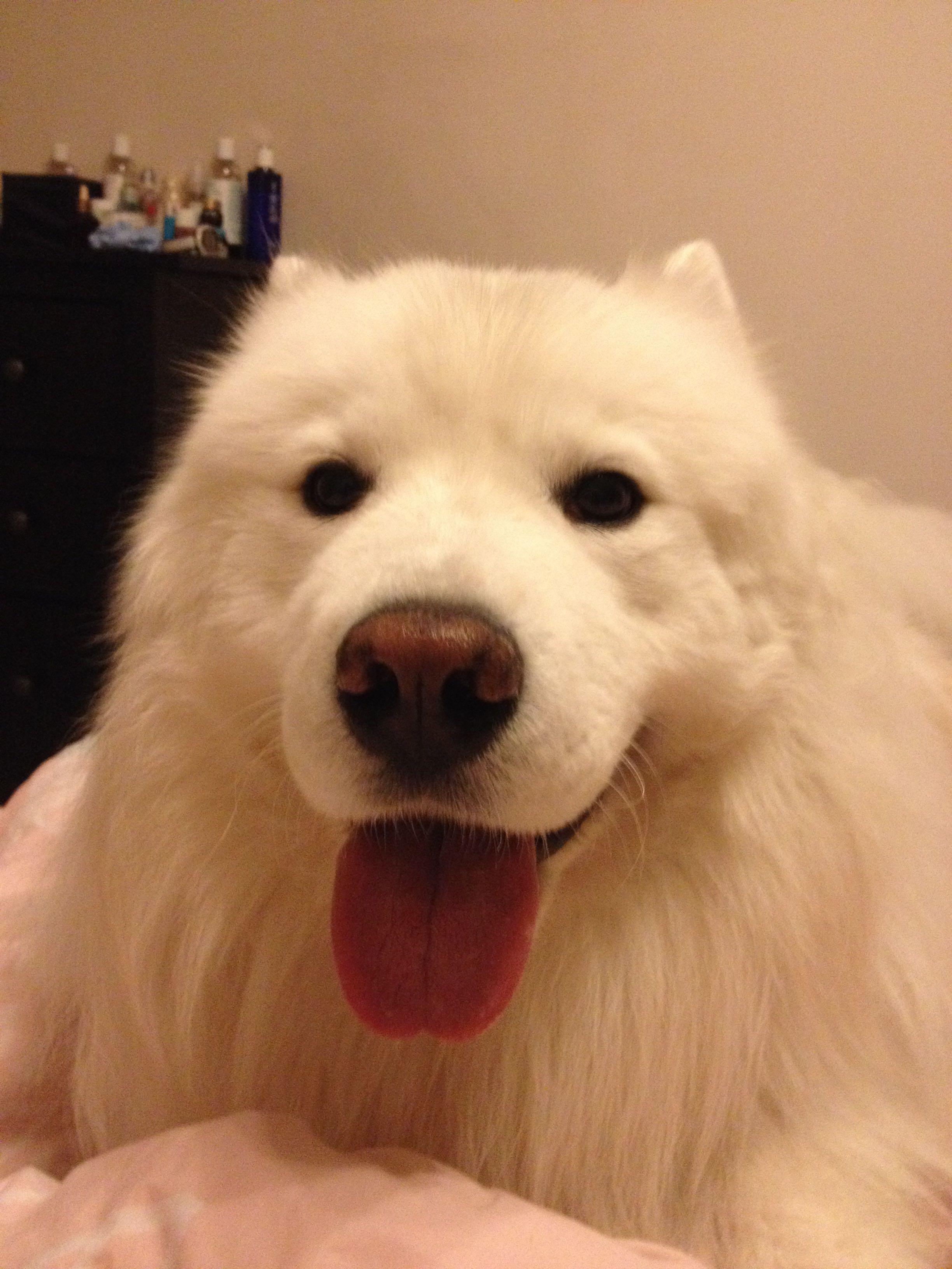 人舔狗,狗是什么感觉? - 罗衾的回答 - 知乎