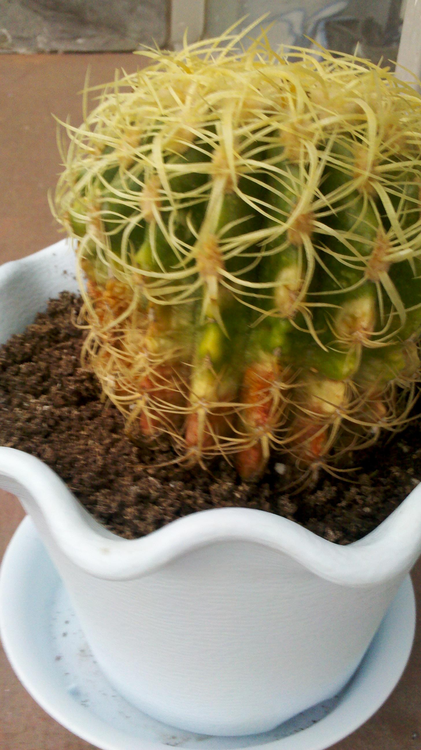 人球,每天拿到室外晒太阳,土已经干了(前<em>几天</em>浇