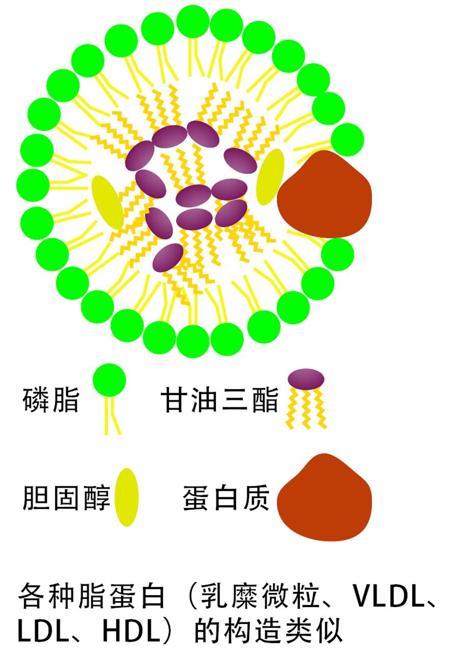 吃下脂肪后说好的血脂和坏胆固醇呢