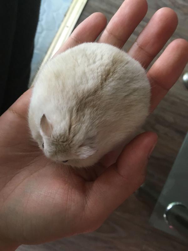 鸽子不爱完蛋?裆部下洗澡仓鼠有包怎么回事图片