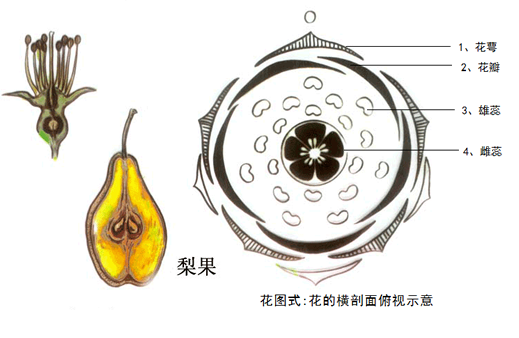 脐橙的小肚脐好像是个微型橙子一样,它是怎么