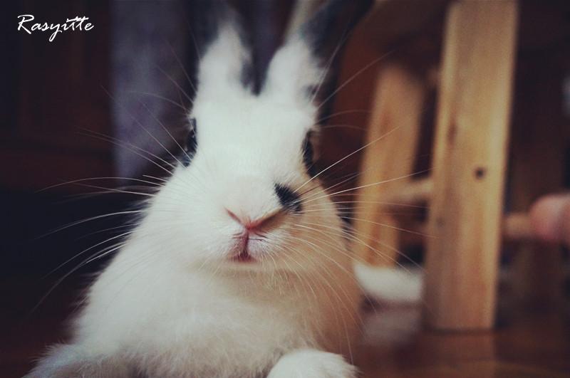 兔子吃肉吗? - 知乎