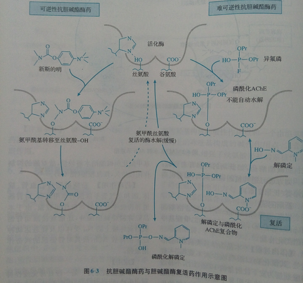 乙酰抗胆碱酯酶抑制剂与有机磷反应是不可逆的,为什么