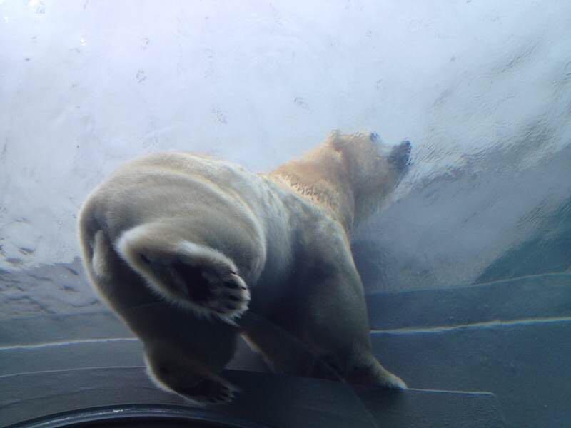 把一只睡着的北极熊运到南极,它醒来会发现自