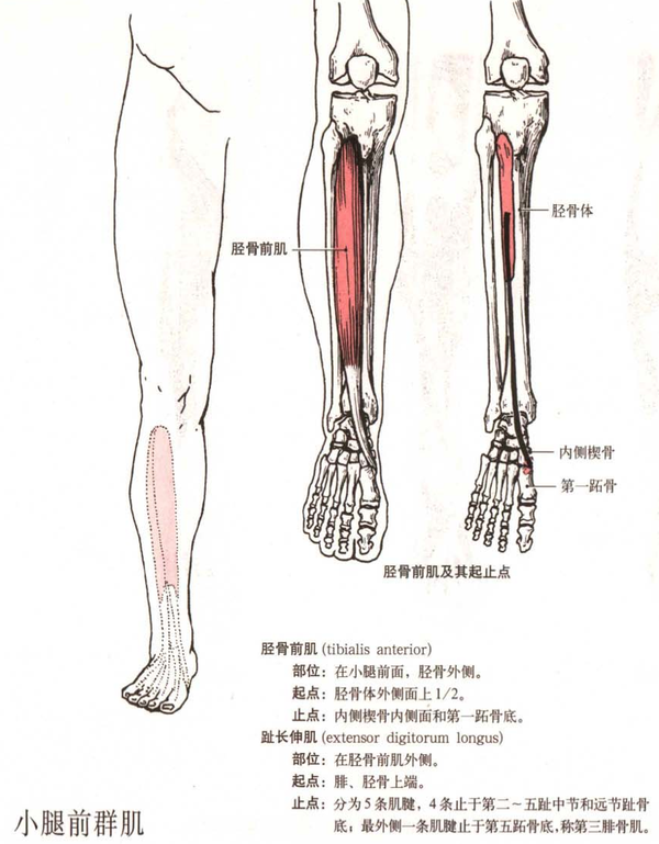 突然胫骨前肌酸痛原因图片