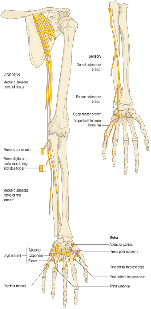 尺侧一个半指的皮肤;在手背分布于手背尺侧 1/2,尺侧一个半指及无名指