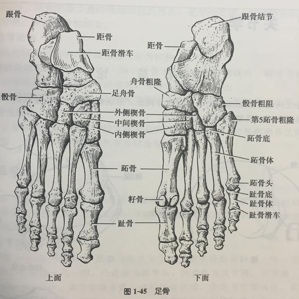 足弓的作用