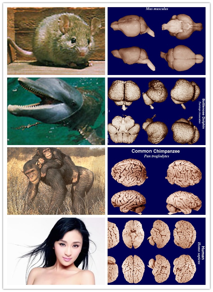 人类大脑和其他哺乳动物的大脑有哪些差异?