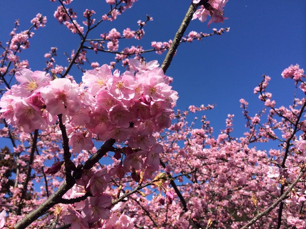 日本三月樱花比较偏门的观赏地点有哪些?