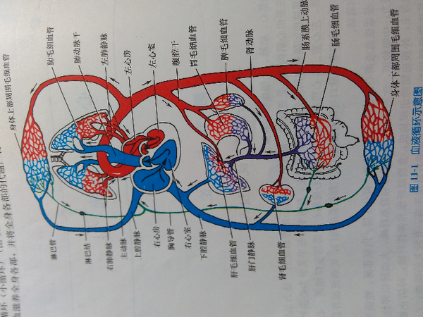 所以你可以看到从下肢静脉回流到下腔静脉,经右心从肺动脉入肺,我就像