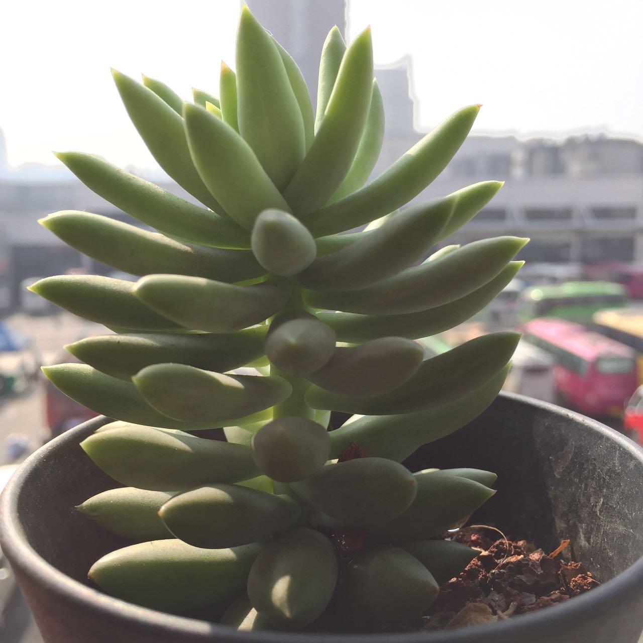 有哪些好看好养的多肉,新手入坑应该养哪些? 