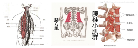 腰肌劳损正确的康复方法是什么?