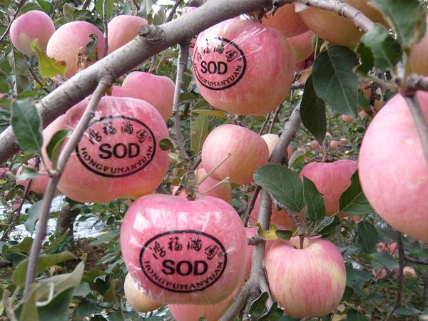 鸿福满园sod苹果被烟台市旅游局重点推荐