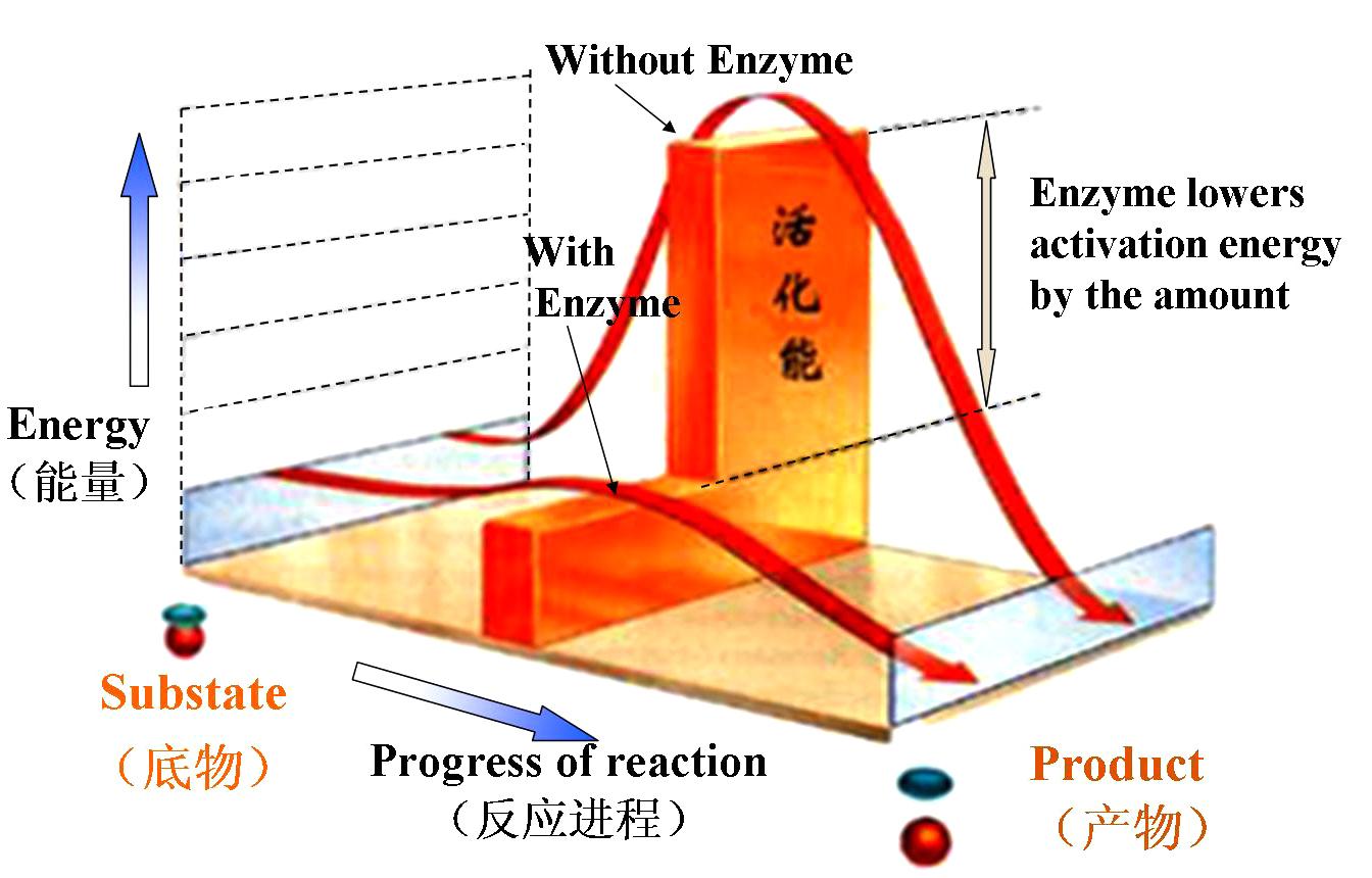 酶为什么是催化剂?