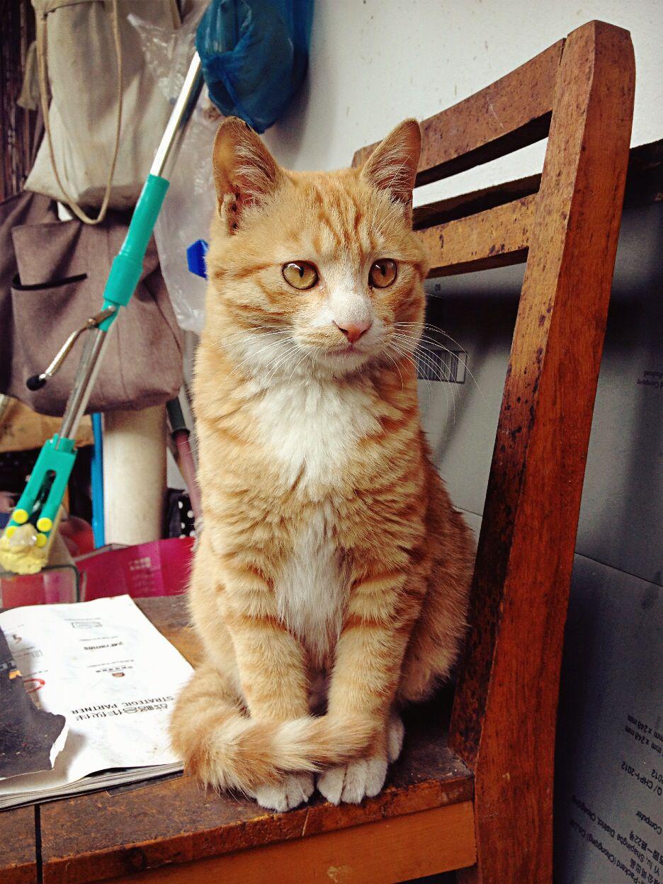 猫智商不高,人类却总是想象猫的各种「高冷」