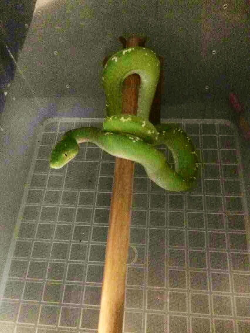 养蜘蛛,毒蛇,蝎子之类的宠物是一种怎样的体验?