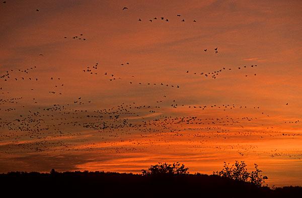 各大国家比较有特色的候鸟有哪些? - 知乎用户