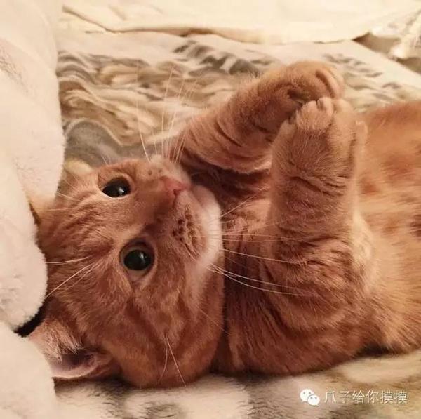 munchkin cat | 比柯基还要萌的小短腿儿