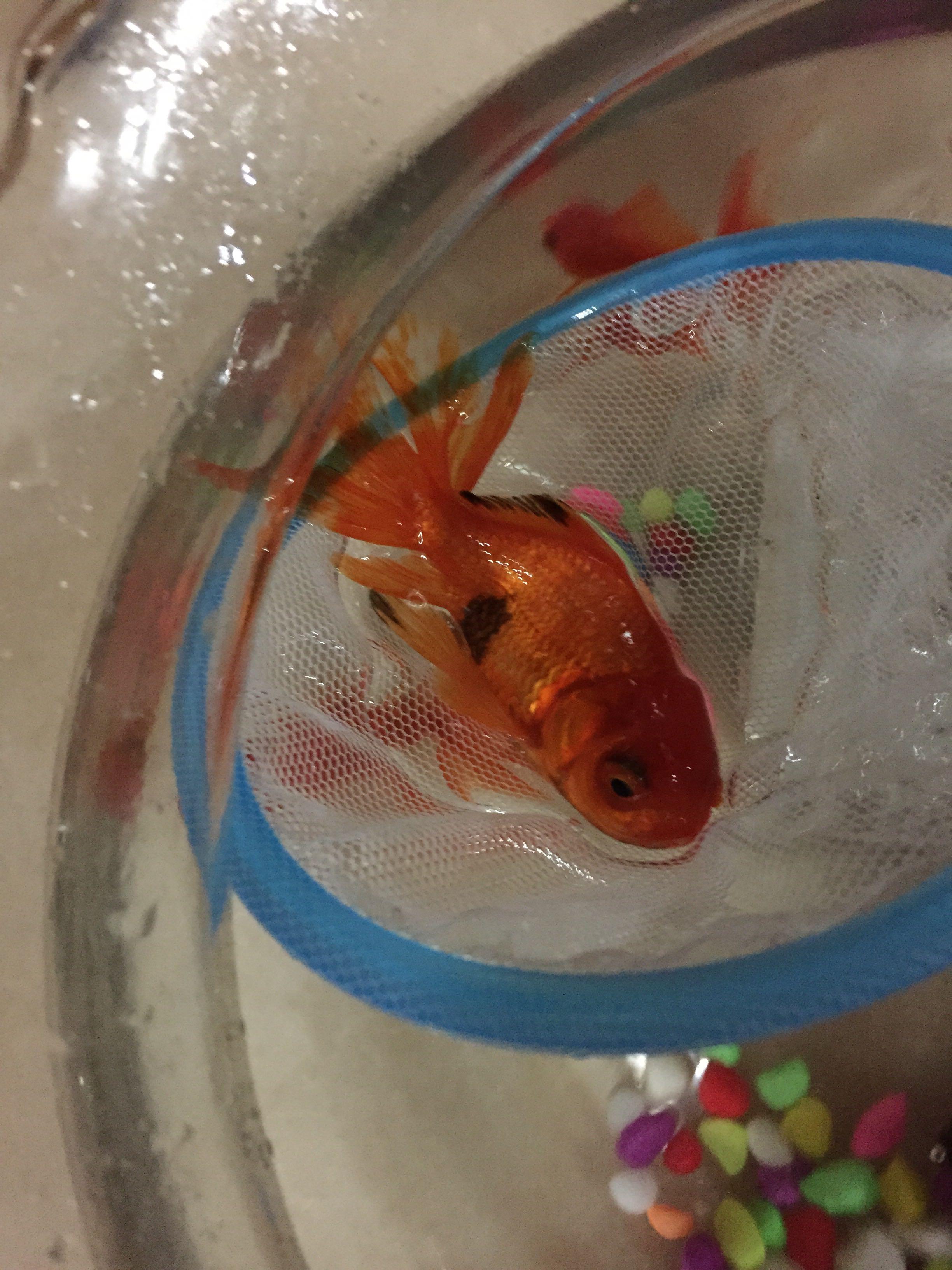 金鱼磷片发黑是怎么回事呢?该如何处理? - 养鱼