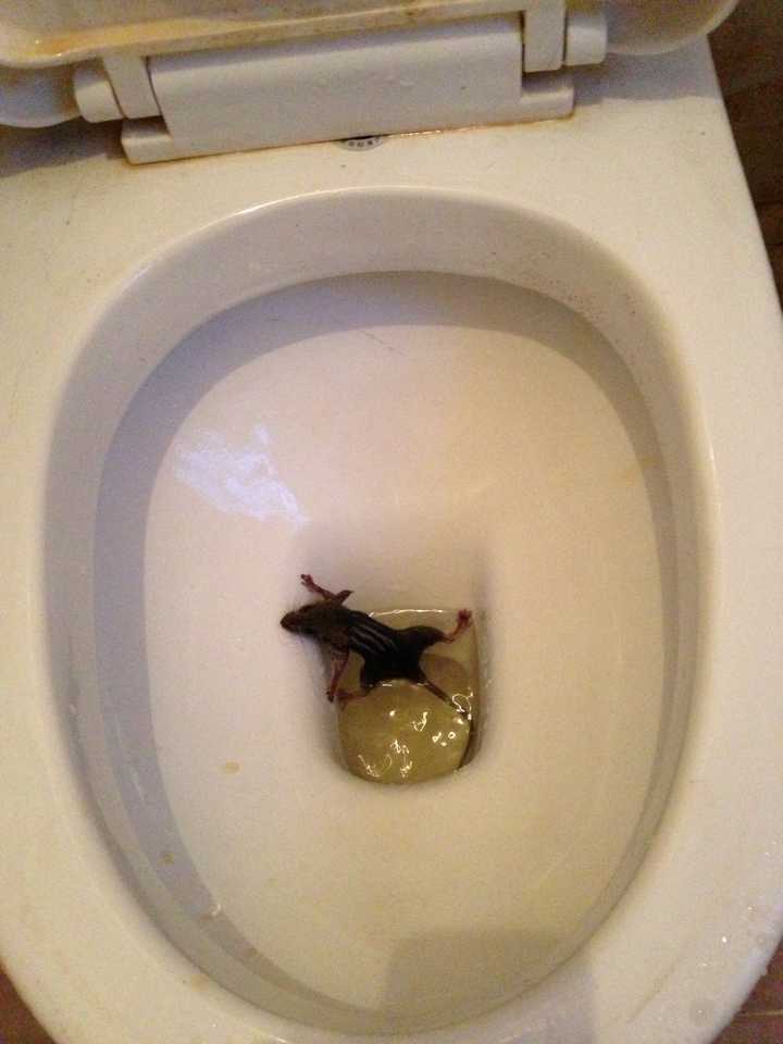 早晨上厕所看见马桶里有只可怜的老鼠你知道是什么心情么?
