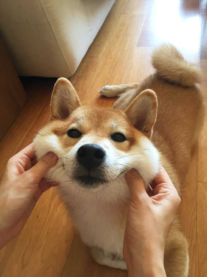养柴犬是种怎样的体验
