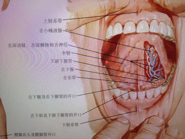 滋出来的唾液其实是下颌下腺喷出来的…我也发现了然后自己对着镜子