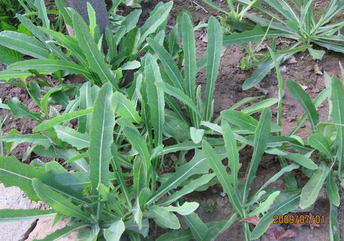 你吃过什么野菜?