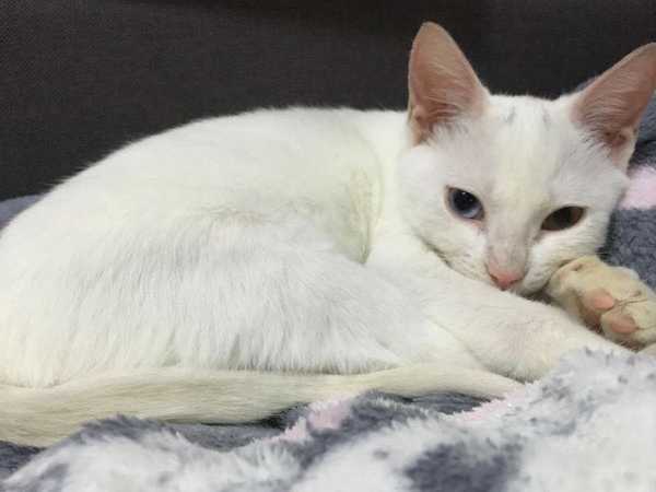 请问四个月大的猫咪(中华田园猫)正常体重应该有多重呢?