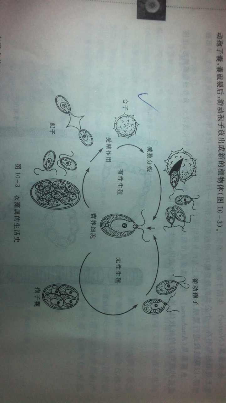 此时,出现了无性生殖. 绿藻门衣藻