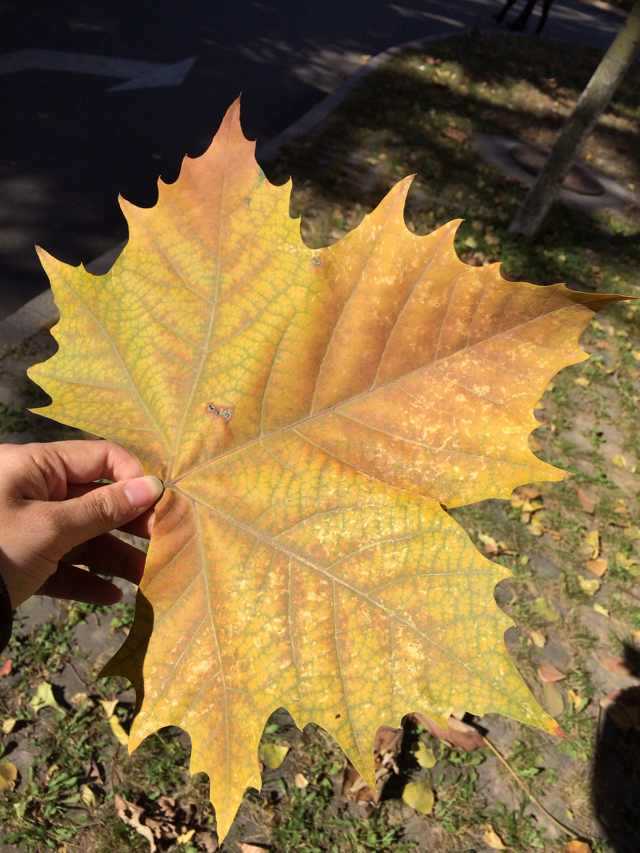 这是法国梧桐的叶子