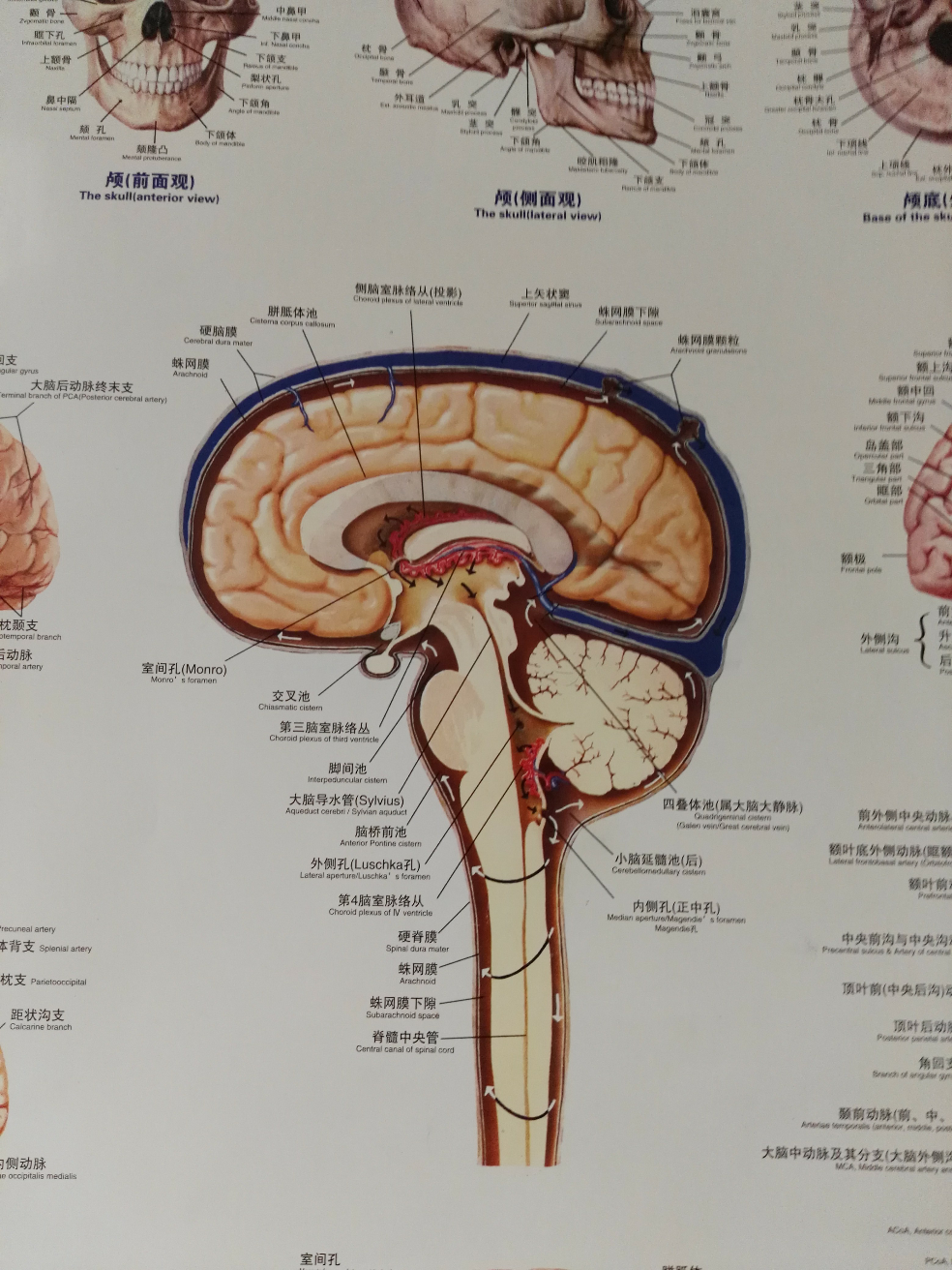 上面这张图应该能清楚看到延髓池,侧脑室和第三脑室脉络层产生脑脊液
