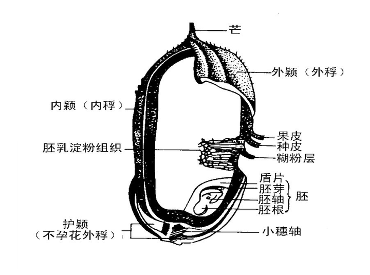 糙米比精米有营养,又能减肥什么的,也便宜,为什么大家不都吃糙米呢