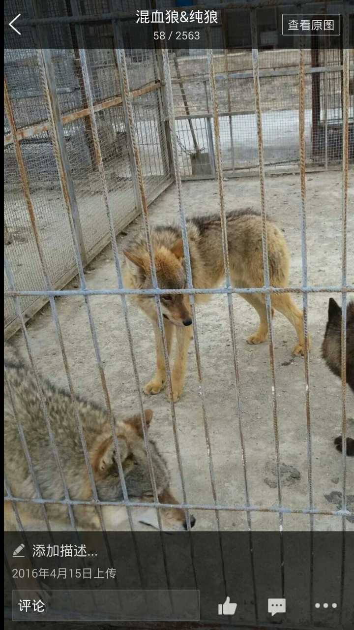 楼主贴出的那张混血狼实际为北美郊狼与北美灰狼混血后代,照片那么黄