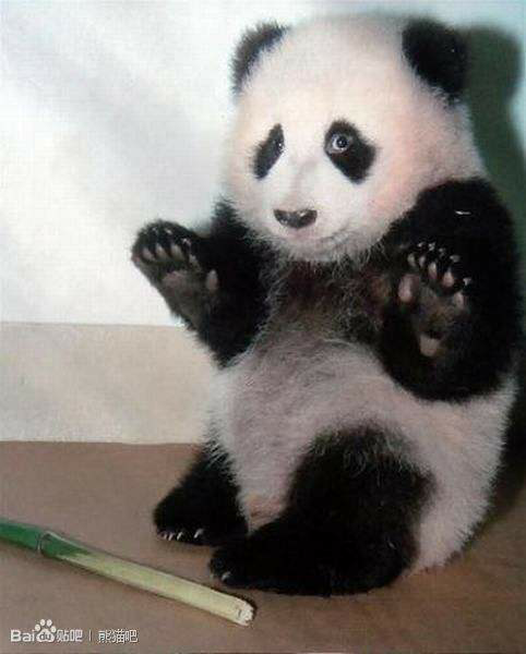 你有哪些收藏来反复看的大熊猫giantpanda的图片