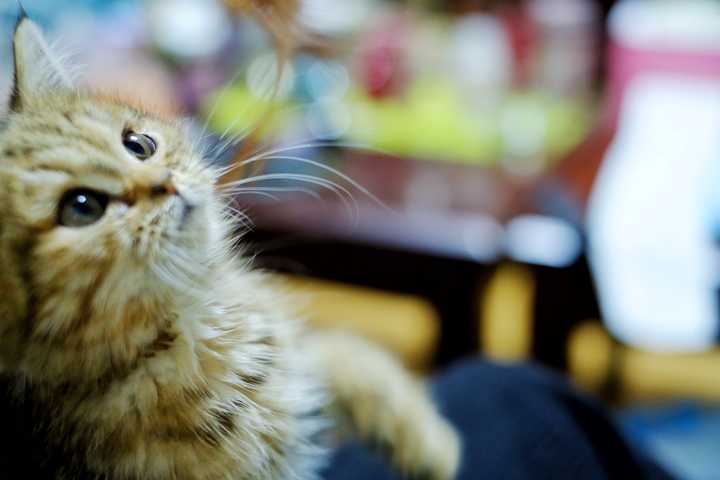 说说你家的猫咪?