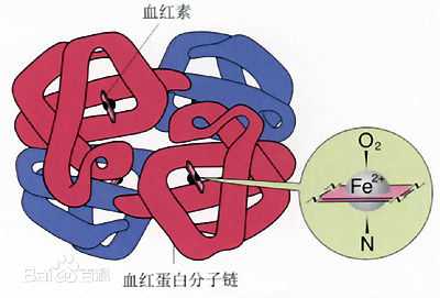 把血红素分子抱在里面,这条肽链盘绕成的球形结构又被称为珠蛋白