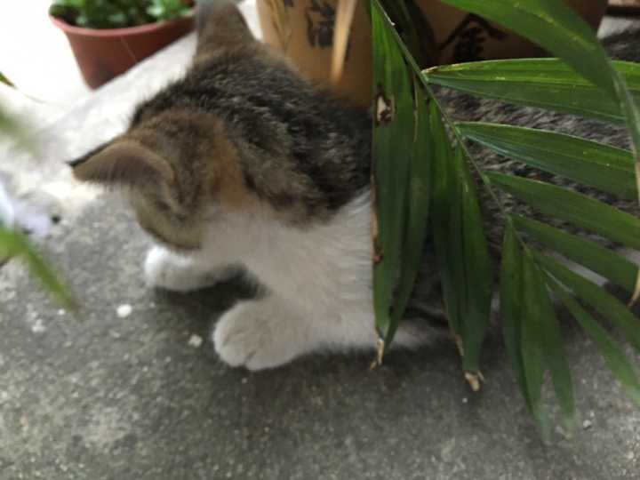 闻道吴王能搏虎,余今执得小狸奴.