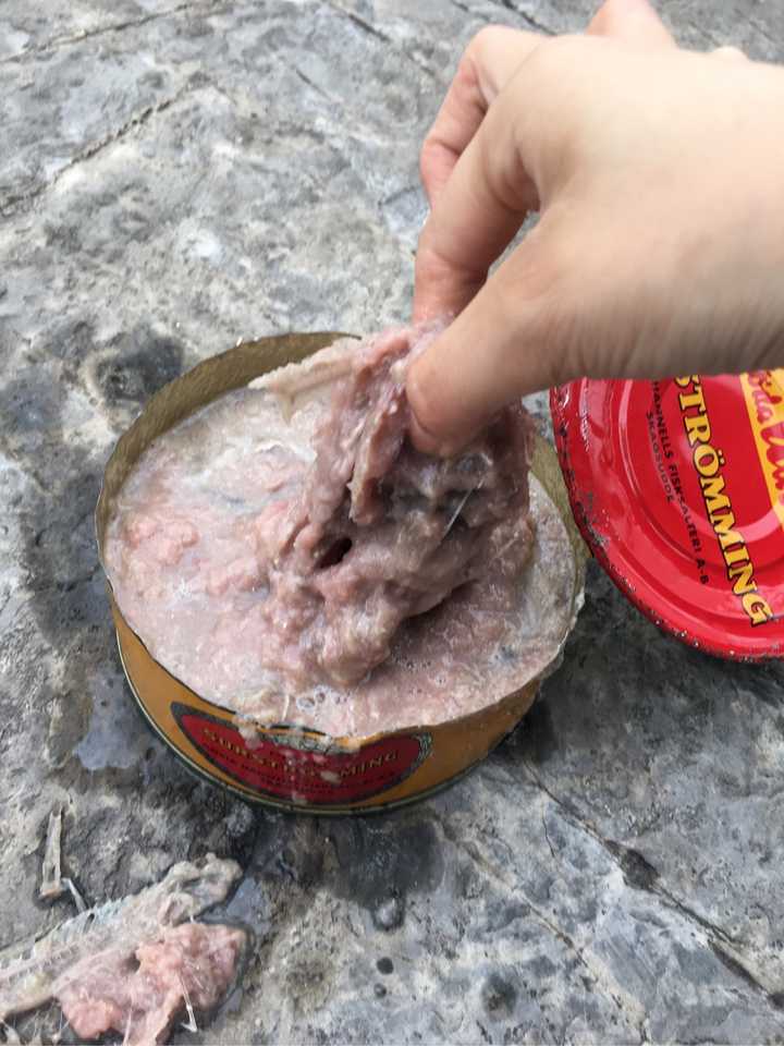 吃鲱鱼罐头是怎样一种体验?