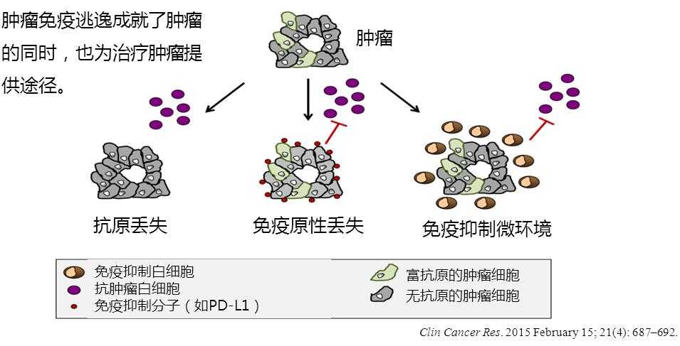 首先先谈谈肿瘤的免疫逃逸.