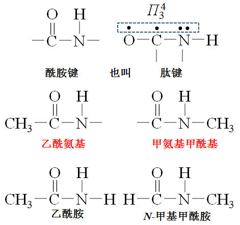 肽键安上甲基之后形成的是什么物质呢?