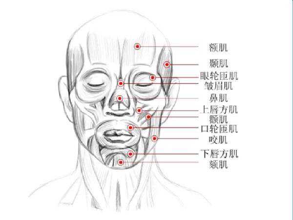 比如说普通话的人下巴相对都是紧绷的,就是下图下唇方肌的那个位置.