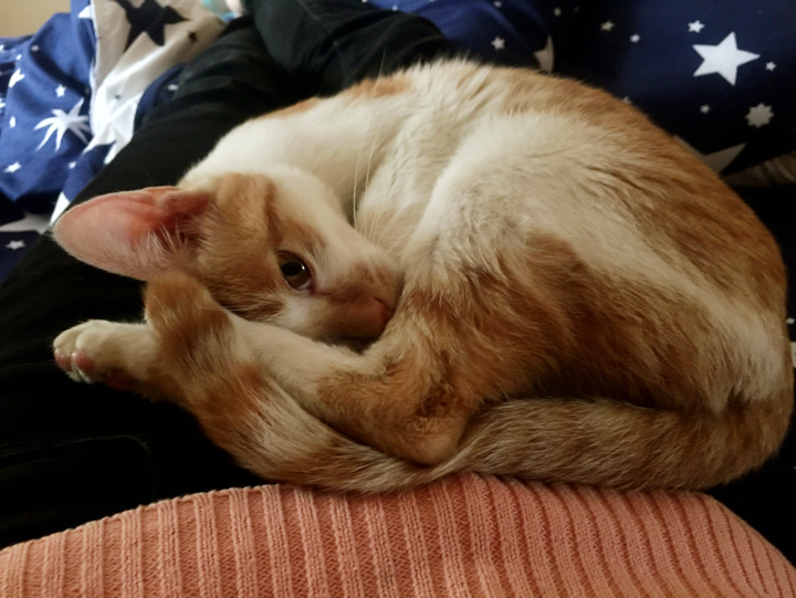 猫咪是怎样向你撒娇的?