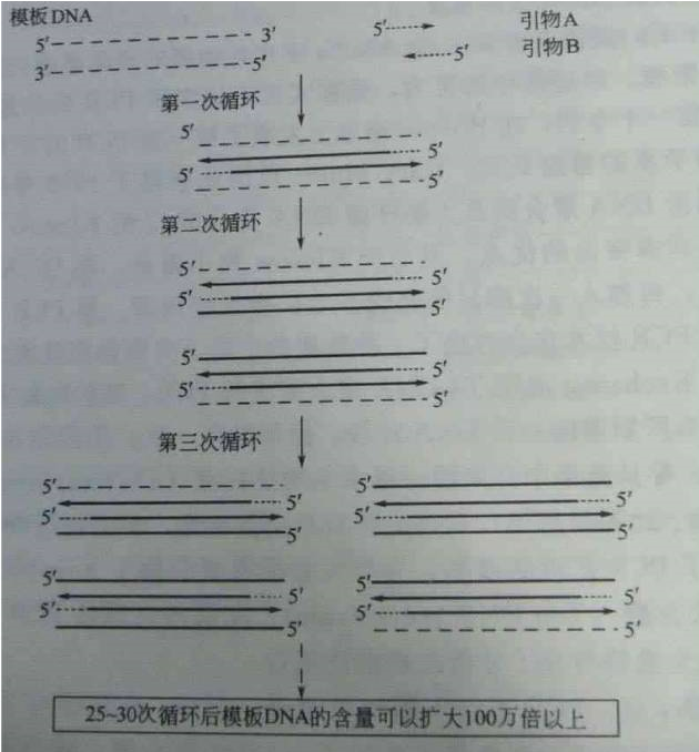 pcr的原理图,主要就是以dna 为模板,在序列的保守区域设计引物5"和3"